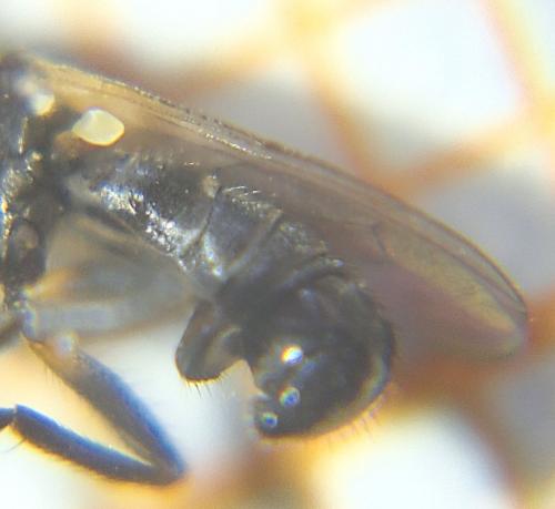 Thecophora cinerascens